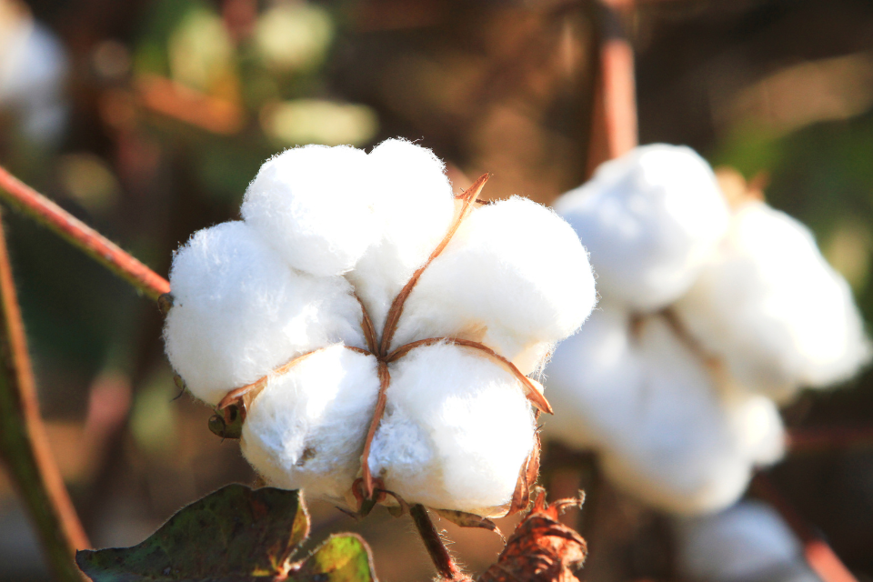 coton